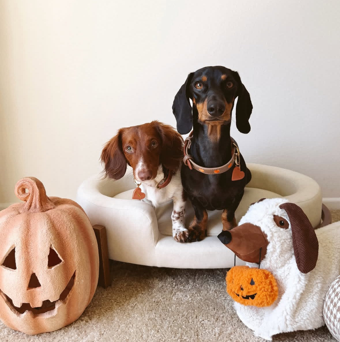 PUMPKIN SPICE- Vegan Leather Collar | Limited Edition