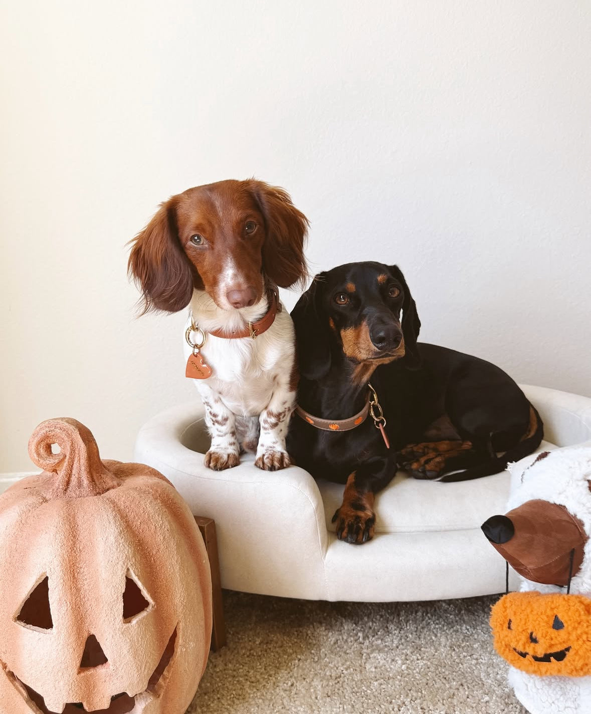 PUMPKIN SPICE- Vegan Leather Collar | Limited Edition